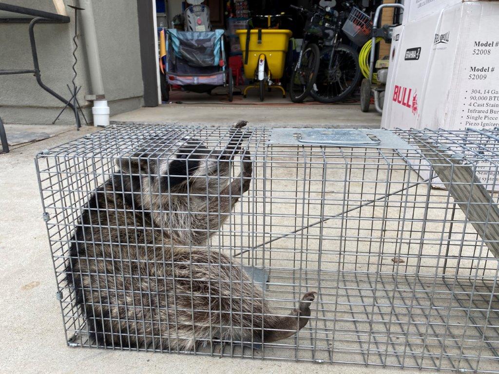 Little Rock raccoon trapping